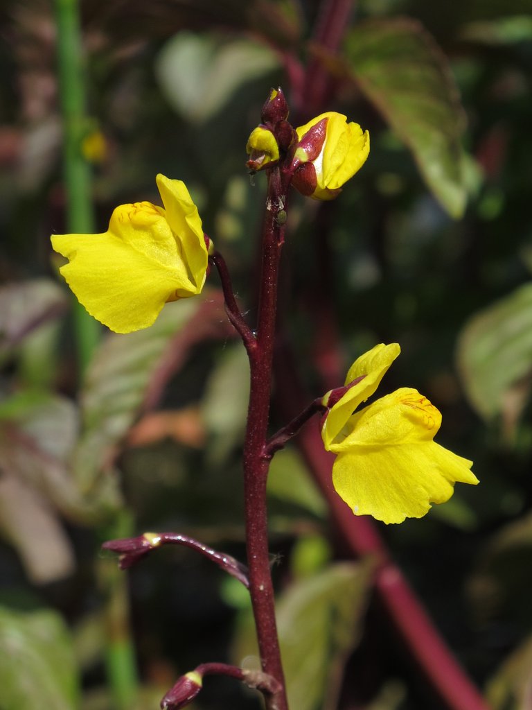 Utricularia vulgaris